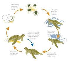 Missmazurek15 Licensed For Non Commercial Use Only Tyahnna Turtle Life Cycle Sea Turtle Baby Sea Turtles