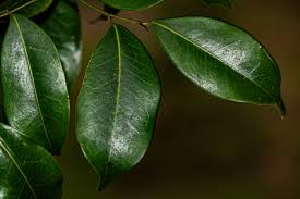 Image result for Trilepisium madagascariense