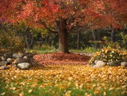 Everything always looks so nice and beautiful. Favorite Pictures Of Mccrory Gardens In Brookings South Dakota Franklin Arts