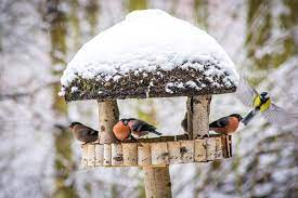 Sale price €29.95 regular price €57.98. Vogelfutterhaus Richtig Aufstellen Das Mussen Sie Alles Beachten