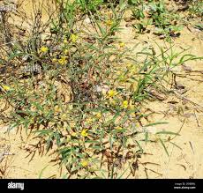 Image result for Chamaecrista comosa