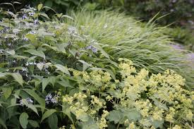 Image result for Antizoma angustifolia