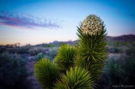 Joshua tree & desert adventures. Joshua Tree Flowers Smell Like Blue Cheese Photo Taken In Mojave Desert Oc 1616x1080 Earthporn