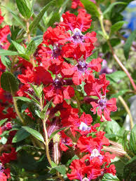 Image result for Cuphea llavea