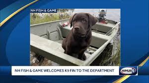 For the past 28 years lrr has been dedicated to rehoming purebred labs throughout new england. 14 Week Old Puppy Joins New Hampshire Fish And Game Department