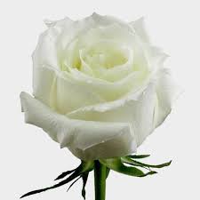 Make your wedding & special event perfect with costco.com from roses to bulk flowers to flower arragments we have the right arragement for your perfect day. Wholesale Flowers Bulk Flowers Online Blooms By The Box