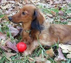 Little paws dachshund rescue po box 232 college park, md 20741. Dachshund Breeders Nc Dachshund Breeder Nc North Carolina English Cream Dachshunds For Sale English Cream Dachshund Cream Dachshund Dachshunds For Sale