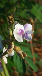 Image result for Tephrosia noctiflora