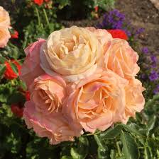Roos Sweet Dream Rosa Sweet Dream Mijntuin Org Blumen Fur Garten Blumen Garten