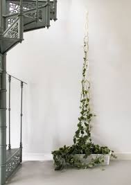 Maybe you would like to learn more about one of these? 33 Beautiful Wall Climbing Plants Indoor Ideas For Your Home Decoration Housed Vine Ideas