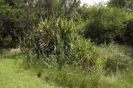 Image result for Acrostichum aureum