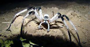 Black And White Jumping Spider Texas Giant Spider Species Discovered In Middle Eastern Sand Dunes Huntsman Spider Giant Spider Spider Species