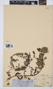 Image result for Indigofera longibarbata