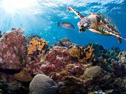 Caribbean reefs have declined more than australian and red sea reefs and many coral reefs may have been significantly degraded prior to 1900 (pandolfi et al. Sea Turtle Species Wwf