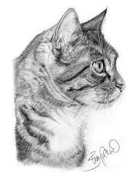 New How To Draw A Cat Profile 41 Ideas Cat Profile Cat Portraits Cat Sketch