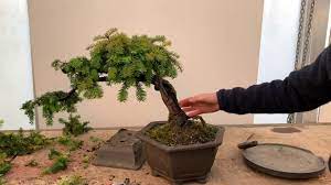 Little is written about yews in the bonsai literature and they are much underused for bonsai. Shaping A Yew Bonsai Youtube