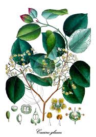 Image result for Celastraceae