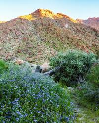 Check spelling or type a new query. Anza Borrego Desert State Park Wildflowers Bloom 2021 Guide State Parks Wild Flowers Desert Flowers