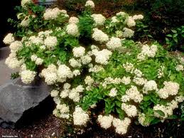 Image result for Gaertnera paniculata