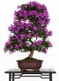 And the added bonus is that they can produce fruits as well! Violett Flowers Of A Azalea Bonsai Bonsai Tree Bonsai Tree Types Indoor Bonsai Tree