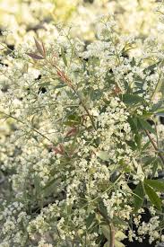 Image result for Ceratopetalum