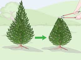 Thoroughly amend the soil when planting to improve our common clay soil. 3 Ways To Prune A Leyland Cypress Wikihow
