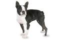 Boston Terrier - Wikipedia