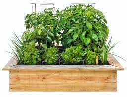 One of the great things about growing a salsa garden is that all of the ingredients are easy to grow and they can be grown together. How To Grow A Salsa Garden Plant Instructions