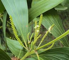 Image result for Acacia mangium