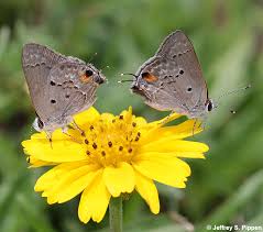 Image result for Strychnos mellodora