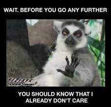 15 Lemur Memes That Will Make Your Wednesday So Much Better I Can Has Cheezburger