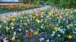 Roy diblik is an american perennial garden designer, plant nurseryman, and author of the know maintenance perennial garden (2014). Roy Diblik Archives The New Perennialist