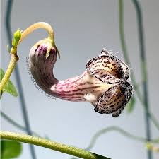 Image result for Ceropegia gracilior