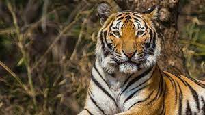 Arti mimpi mendengar auman harimau. 10 Arti Mimpi Tentang Harimau Ada Pertanda Baik Dan Buruk Ragam Bola Com