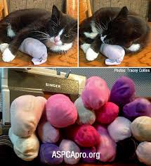 Visit Aspcapro Org For Resources To Help Animal Welfare Professionals Save More Lives Find The Latest Research And Animal Shelter Animal Rescue Ideas Cat Care
