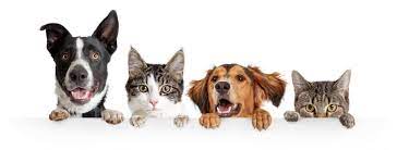 Check spelling or type a new query. 311 Pet Quotes Best Pet Quotes