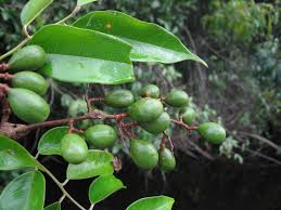 Image result for Dialium holtzii