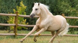 خلفيات خيول صور وخلفيات رائعة ومميزة للخيول ثقف نفسك
