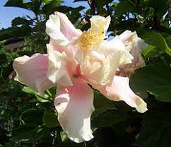 Image result for Hibiscus rhabdotospermus