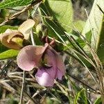 Image result for Wajira grahamiana