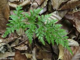 Image result for Asplenium adiantum-nigrum
