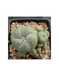 Image result for Loxodera caespitosa