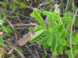 Image result for Crotalaria reptans