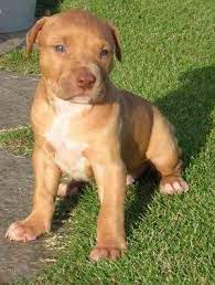 Red Nose Pitbull Puppy Just Like My Nellie Girl Pitbull Dog Pictures Pitbull Dog Pitbull Terrier