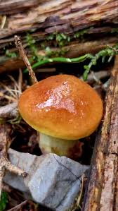 Image result for Suillus subaureus