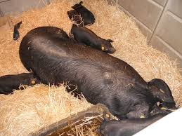 Chaque année, paris expo porte de versailles accueille plus de 400 salons en tout genre. Le Salon De L Agriculture Picture Of Parc Des Expositions Porte De Versailles Paris Tripadvisor