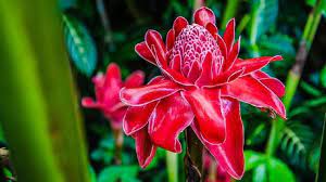 Daftar selengkapnya nama ilmiah bunga dan tanaman hias indonesia adalah sebagai berikut : Punya Segudang Manfaat Apa Sih Kecombrang