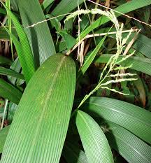 Image result for Rytigynia uhligii