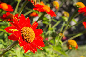 Learn about different types of orange flowers, see pansies are fragrant plants that thrive in cooler weather. 7 Vibrant Plants With Orange Flowers Horticulture Co Uk