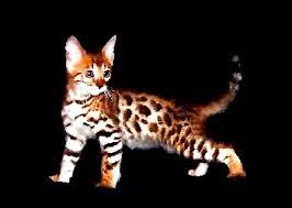Als seriöser katzenvermittler mit geprüften züchtern können sie sich hier ✔ informieren ✔ und eine katze kaufen und verkaufen. Qo Nos Bengals Kitten